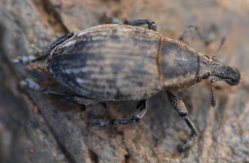 Réf. 324 130 : Lepyrus capucinus